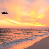 World's Most Beautiful Beaches in Panama City Beach, Florida
